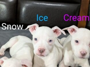 Silver Fawn & Blue Nose puppies