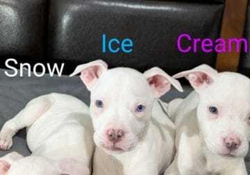 Silver Fawn & Blue Nose puppies
