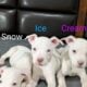 Silver Fawn & Blue Nose puppies