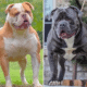 Blue and white female F1 Olde English Bulldogge