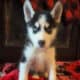 AKC Registered Siberian Husky Pups