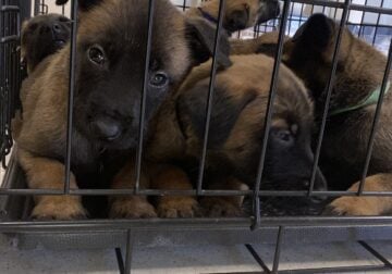 Belgian Malinois puppies