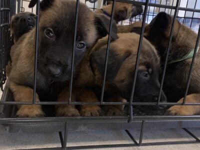 Belgian Malinois puppies