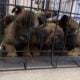 Belgian Malinois puppies