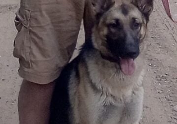 German Shepherd a little over a year old