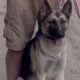 German Shepherd a little over a year old