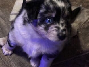 Beautiful Mini Australian Shepherd Puppies
