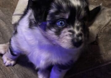 Beautiful Mini Australian Shepherd Puppies
