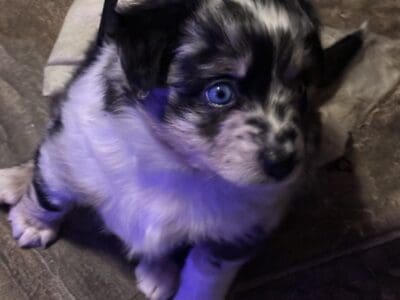 Beautiful Mini Australian Shepherd Puppies