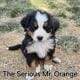 Adorable Bernese Mountain Puppies