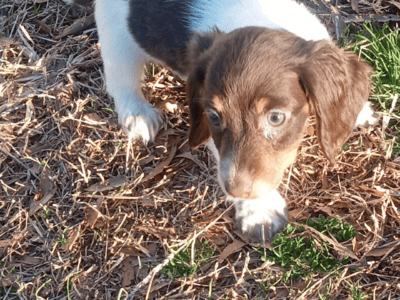 Long haired miniature dachshund female puppy 3