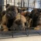 Belgian Malinois puppies