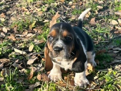 Basset Hound Puppies