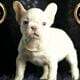 Marley AKC French Bulldog