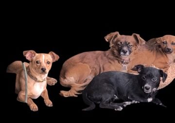 3 Male Chihuahuas