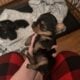 CKC female Teacup Yorkie