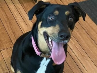 Rosie Doberman Mix available