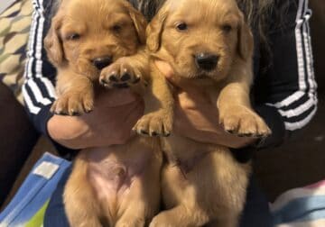 Purebred Golden Retriever Puppies Available