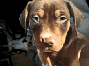American Bully Pitbull Mix Puppy Tricolor 2