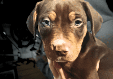 American Bully Pitbull Mix Puppy Tricolor 2