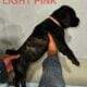 Cane Corso Puppies