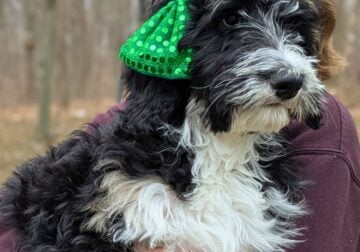 Bernedoodle Puppies (F1b)