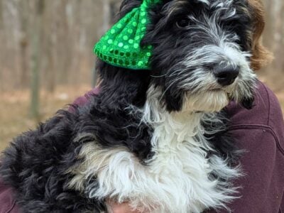 Bernedoodle Puppies (F1b)