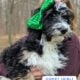Bernedoodle Puppies (F1b)