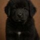 Tibetan Mastiff Puppies