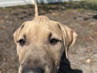 13 Week old American Pit Bull Terriers