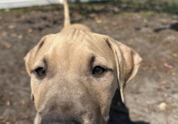 13 Week old American Pit Bull Terriers