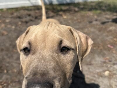13 Week old American Pit Bull Terriers