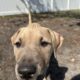 13 Week old American Pit Bull Terriers