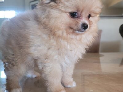 Pomeranian puppies