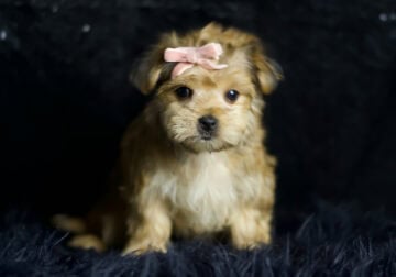Goldie F1 Morkie