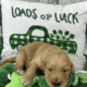 Male Goldendoodles
