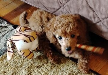 AKC Toy Poodle Solid Red
