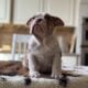 English bulldog puppies