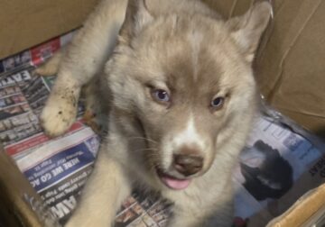 $1200 BOY SIBERIAN HUSKY BROOKLYN NYC