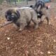 Armenian Gampr LGD Mix Puppies