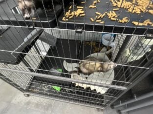 Ferret for sale any price I get offered I’ll take.