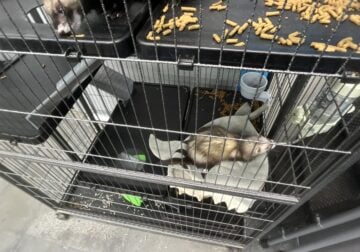 Ferret for sale any price I get offered I’ll take.