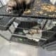 Ferret for sale any price I get offered I’ll take.