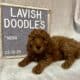Nova Mini Goldendoodle