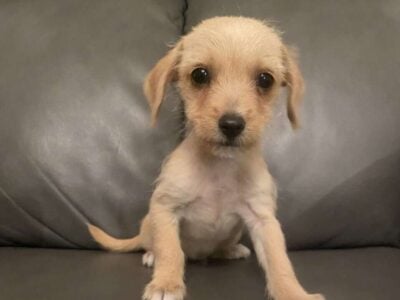 Chihuahua-Poodle Mix Pups