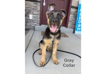 Purebred German Shepherd Puppy Male