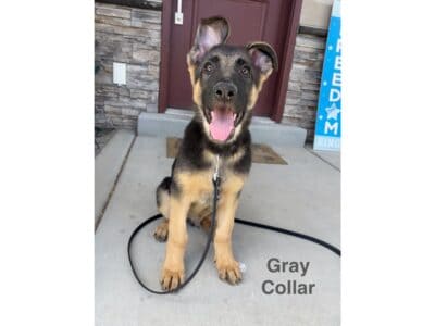 Purebred German Shepherd Puppy – Gray Collar