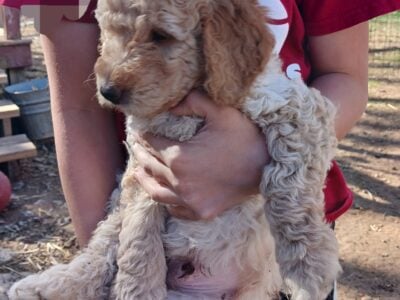 Bernadoodle Puppies