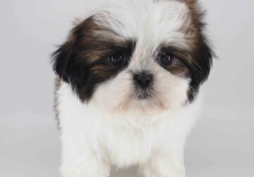 Imperial Shih-tzu boy Twinkle