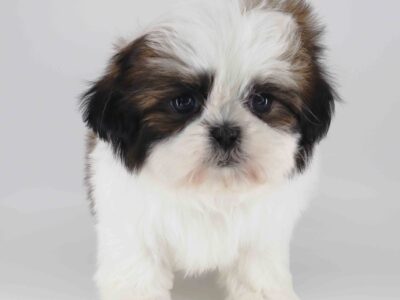 Imperial Shih-tzu boy Twinkle